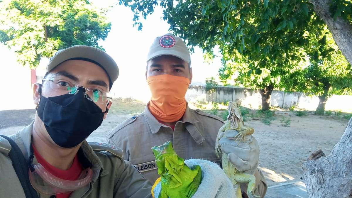 Corpo de Bombeiros resgata animais em Fortaleza Canindé e Independência